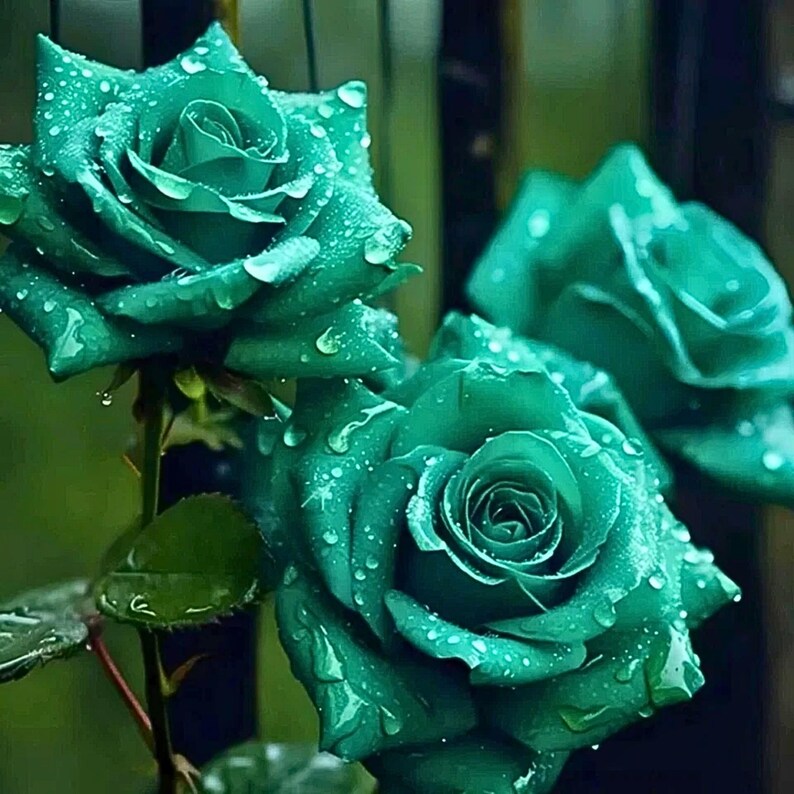 20 Scottish Green Rose Seeds – Non-GMO Heirloom Variety For Perennial Garden (JQBay)