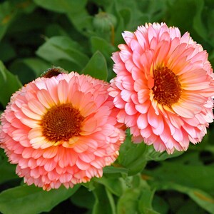 May include: Close-up of two vibrant pink calendula flowers with orange centers and layered petals. The flowers are set against a backdrop of green leaves, creating a natural and colorful composition. The image highlights the intricate details of the blooms.