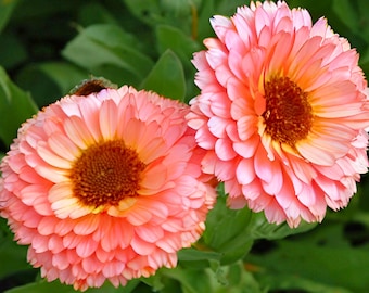 25 Pink Surprise Marigold Seeds for Garden Planting – Soft Pink Annual Flowers