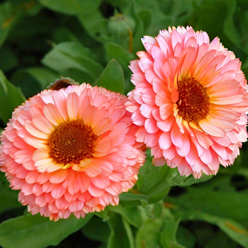 May include: Close-up of two vibrant pink calendula flowers with orange centers and layered petals. The flowers are set against a backdrop of green leaves, creating a natural and colorful composition. The image highlights the intricate details of the blooms.