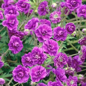 May include: Close-up of vibrant purple geranium flowers in full bloom. The double-petaled blossoms are a rich shade of violet, contrasted by the green foliage and stems. The image showcases the beauty of these garden flowers.
