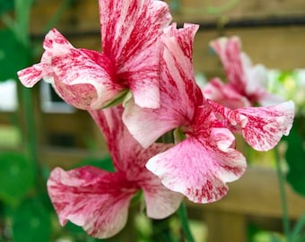 50 America Sweet Pea Seeds for Planting – Fragrant Climbing Flower – Heirloom Garden Vine