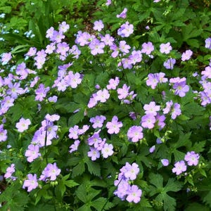 May include: A vibrant image of a cluster of light purple flowers with five petals each, surrounded by lush green foliage. The flowers are in full bloom, creating a dense, colorful display. The leaves are deeply lobed, adding texture.