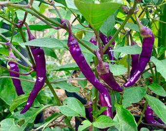 Cayenne Purple Hot Pepper | Purple Chili for Garden Planting | Ornamental | 100 Seeds
