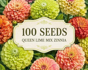 100 Queen Lime Mix Zinnia Seeds – Lime Green Blush Flowers – elegans Cut Flower– Cottage Garden Annual
