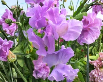 50 semillas de guisante de olor Serenity: flores de suave aroma pastel para enrejados de jardín