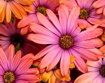 200 Purple & Orange Cape Daisy Seeds – Vibrant Osteospermum Flowers for Garden Borders