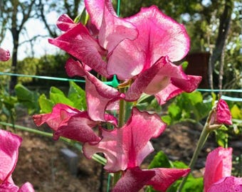 50 semillas de guisante de olor Jacko: flores de guisante fragantes para enrejados y cercas de jardín