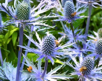 200 semillas de cardo azul marino – Eryngium planum – Flores puntiagudas de color azul metálico – Resistente a la sequía