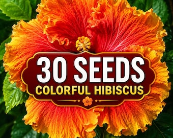 30 Rare Hibiscus Seeds, Colorful Tropical Flower ,  Heirloom Hibiscus, Ornamental Garden Flowers for Planting