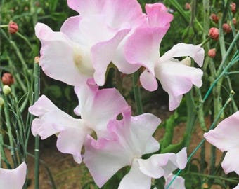 50 Anniversary Sweet Pea Seeds for Planting – Colorful Fragrant Flowers – Climbing Garden Vine
