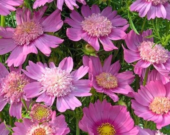 Könnte beinhalten: Nahaufnahme von leuchtend rosa Coreopsis-Blüten mit strukturierten Zentren und gelben Staubblättern. Die Blütenblätter haben einen zarten rosa Farbton und sind von grünem Laub umgeben. Ein schönes Blumenarrangement.