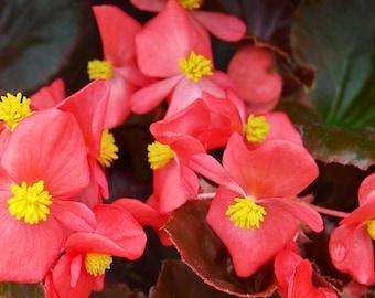 25 semillas de begonia con vodka para jardín: flores ornamentales de begonia de colores vibrantes, macetas de sombra
