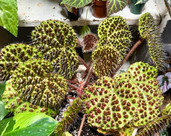 25 Melanobullata Begonia Seeds – Rare Spiky-Leaf Begonia – Exotic Textured Foliage Plant