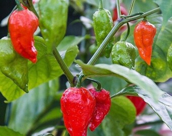 ゴーストペッパー（ブートジョロキア）の種25粒｜庭植え用の伝統的な