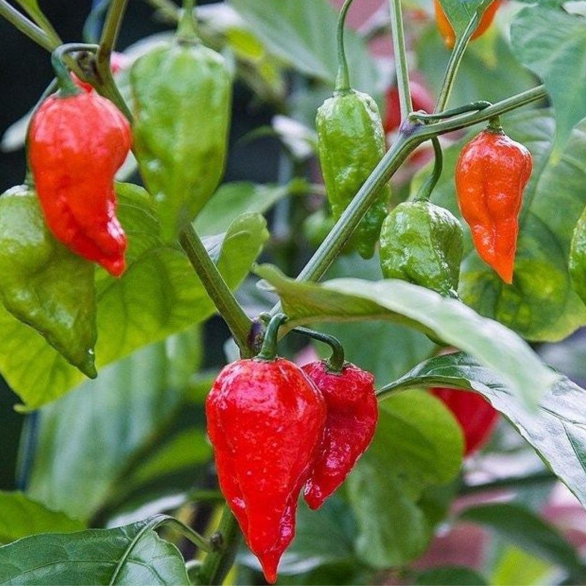 ゴーストペッパー（ブートジョロキア）の種25粒｜庭植え用の伝統的な