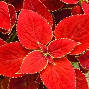 May include: Close-up of vibrant red coleus leaves with scalloped edges outlined in yellow. The leaves have a textured surface and are arranged in a radial pattern, showcasing the plant's natural beauty. The image highlights the rich colors and intricate details of the foliage.