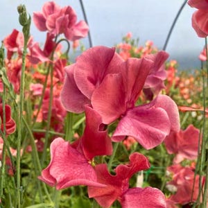 May include: Close-up of vibrant pink sweet pea flowers in full bloom. The petals display a range of pink hues, from deep rose to lighter shades. Green stems and foliage provide a contrasting backdrop, creating a visually appealing floral arrangement.