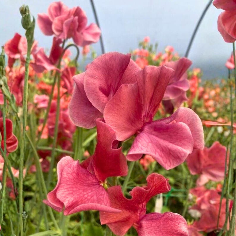 May include: Close-up of vibrant pink sweet pea flowers in full bloom. The petals display a range of pink hues, from deep rose to lighter shades. Green stems and foliage provide a contrasting backdrop, creating a visually appealing floral arrangement.