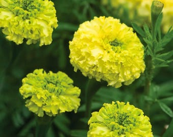 25 Nosento Limegreen Marigold Seeds for Garden Planting – Unique Green Marigold Flowers