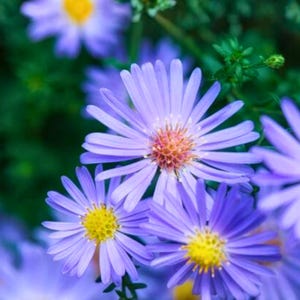 May include: Close-up of several purple aster flowers with yellow centers. The petals are thin and numerous, radiating from the center. The background is a blurred green, suggesting foliage. The flowers are in full bloom, showcasing their delicate structure.