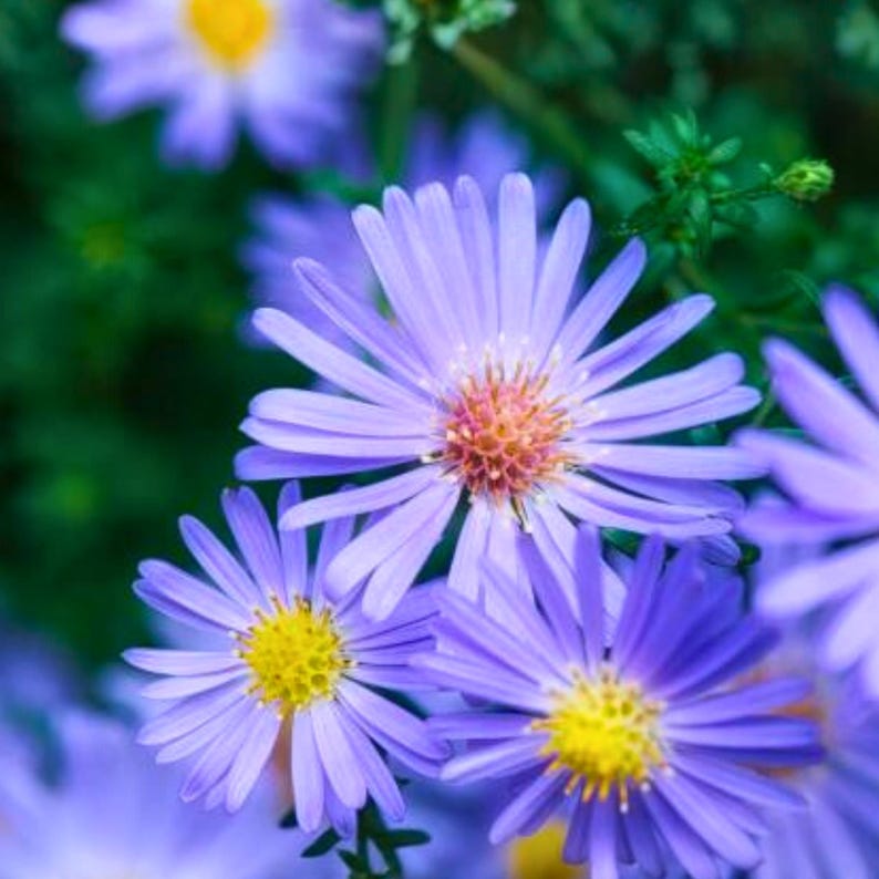 May include: Close-up of several purple aster flowers with yellow centers. The petals are thin and numerous, radiating from the center. The background is a blurred green, suggesting foliage. The flowers are in full bloom, showcasing their delicate structure.