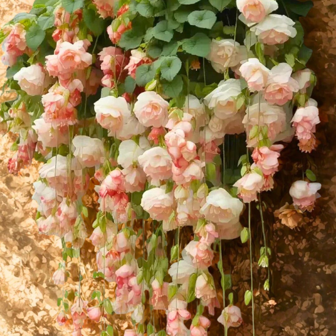 25 Peach Weeping Begonia Seeds for Garden Planting – Cascading Blooms ...