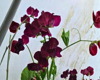 50 semillas de guisante de olor Montpellier: flores fragantes y dulces para enrejados y cercas de jardín.