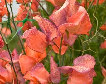 50 semillas de guisante de olor de vena azul – Lathyrus odoratus – Vid anual fragante, flores azules y violetas