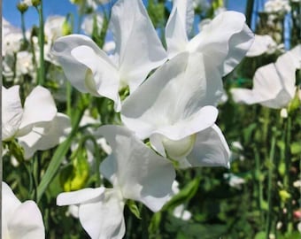 50 semillas de guisante de olor CCC: flores de guisante fragantes para enrejados y cercas de jardín