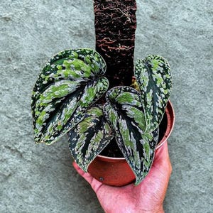 May include: A potted houseplant with large, heart-shaped leaves. The leaves are a mix of green, white, and black patterns. The plant is in a small, brown pot, and a brown support structure is visible behind the plant.