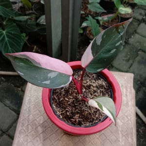 photinia 150cm Photinia Red Robin 120/150cm Root Ball (Photinia x fraseri) main image 1