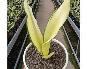 Sansevieria Golden Asahi Mutation – Rare Snake Plant, Golden Leaf Variegation