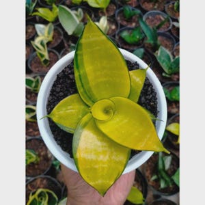 Puede incluir: Una planta de serpiente en maceta con hojas amarillas y verdes vibrantes. La planta está en una maceta blanca llena de tierra oscura. Las hojas tienen un patrón en espiral único en el centro. Otras plantas en maceta son visibles en el fondo.
