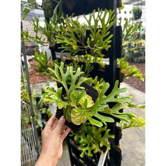 Platycerium Ridleyi（リドレイ）Lサイズ Platycerium Ridleyi - Rare Staghorn Fern - Exotic Tropical
