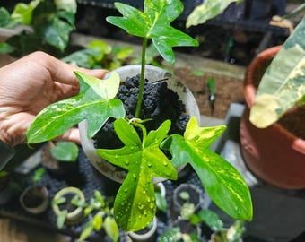 Philodendron bipennifolium aurea Starter Plant (ALL STARTER PLANTS require  you to purchase 2 plants!) - Etsy Schweiz