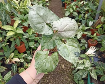 Syngonium Green Splash: Planta arácea rara, follaje abigarrado, planta tropical de interior