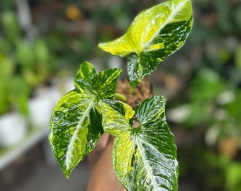 Syngonium Scrambled Egg Variegated: Arácea variegada poco común, planta tropical de interior, variedad de colección