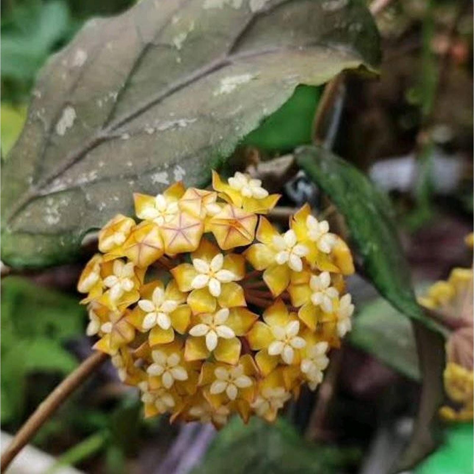 Hoya aceh - Etsy 日本