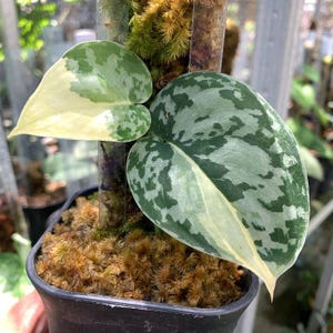 Puede incluir: Primer plano de una planta de Scindapsus pictus en maceta, también conocida como potos satinado. Las hojas tienen forma de corazón con una mezcla de variegación verde y plateada. La planta está en una maceta negra con musgo marrón.