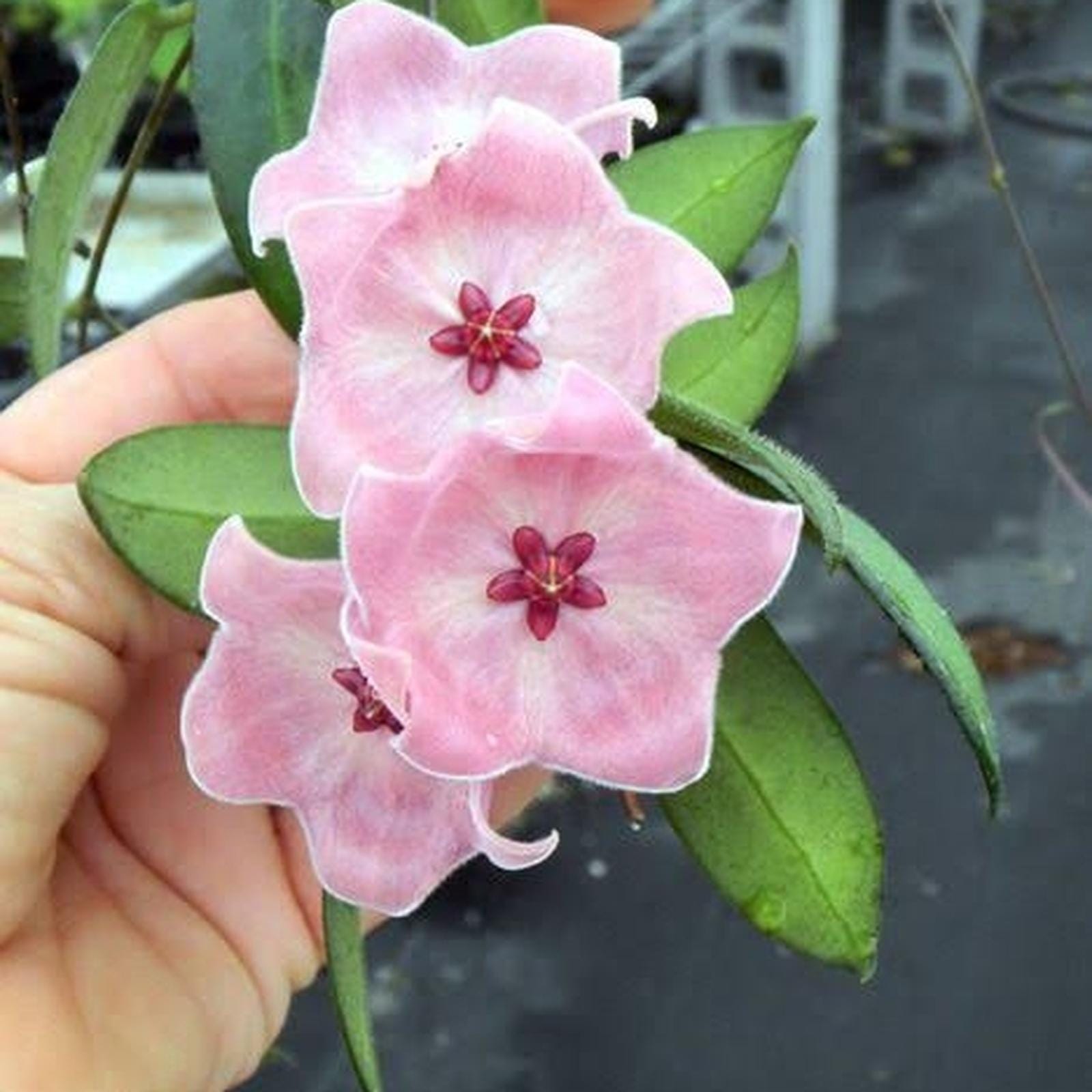 その他観葉植物 Hoya patera pink 楽天市場】（観葉植物）ホヤ パテラ ピンク 3号（1鉢） : charm 楽天