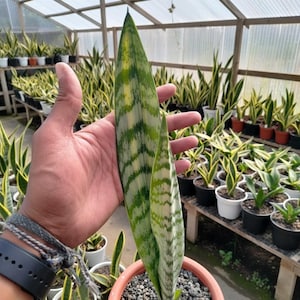 Rare Snake Plant Varieties - Etsy Australia