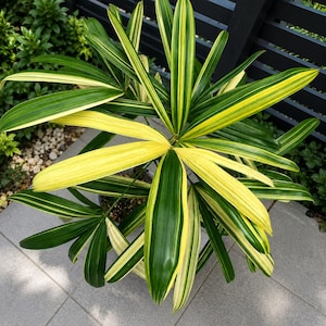 Puede incluir: Una planta Rhapis excelsa en maceta con hojas largas, delgadas y en forma de abanico, con patrones variegados de verde bosque profundo y rayas de color amarillo crema brillante. El follaje irradia desde un punto central, creando un aspecto denso.