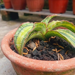 Sansevieria Malawi - Etsy