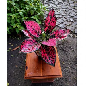 May include: A vibrant houseplant with large, speckled leaves in shades of pink and black. The plant sits in a black pot on a small, wooden table. The background features green foliage and a stone pathway.