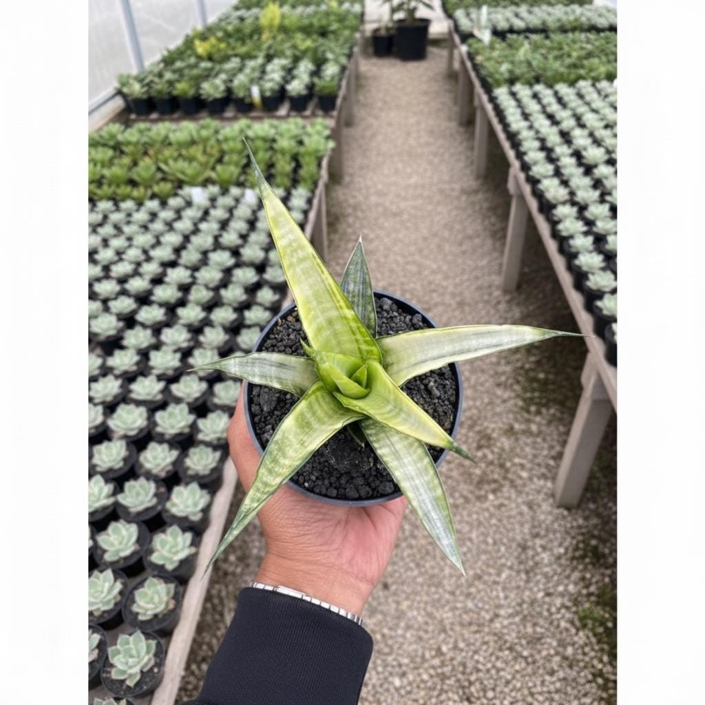 Sansevieria Cordova White Variegated  Rare Snake Plant, White Variegation,  Collectors Variety