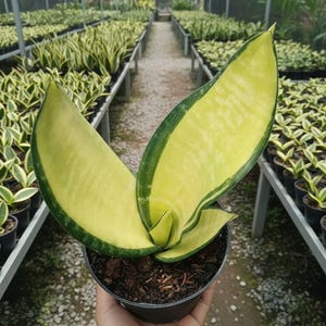 Può includere: Una pianta di serpente in vaso con ampie foglie verde chiaro bordate di verde scuro. La pianta è in un vaso nero, tenuta davanti a uno sfondo di serra pieno di piante simili. Le foglie hanno un caratteristico modello di crescita verticale.