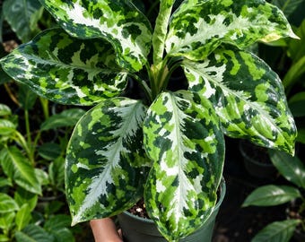 Aglaonema Pictum Tricolor Starter Plant (ALL STARTER PLANTS