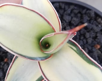 Sansevieria Blue Clone White Var | Rare Hybrid Species - Etsy