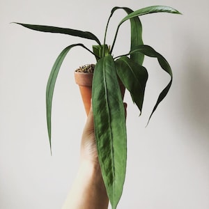 May include: A green plant with long, slender leaves in a small terracotta pot. The plant is held in a hand against a white background. The leaves have a prominent central vein and a slightly wavy edge.